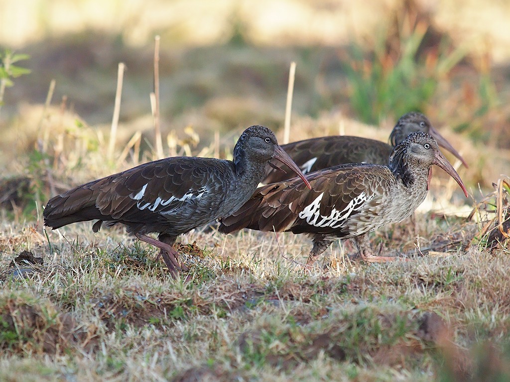 Wattled Ibis - ML642981754