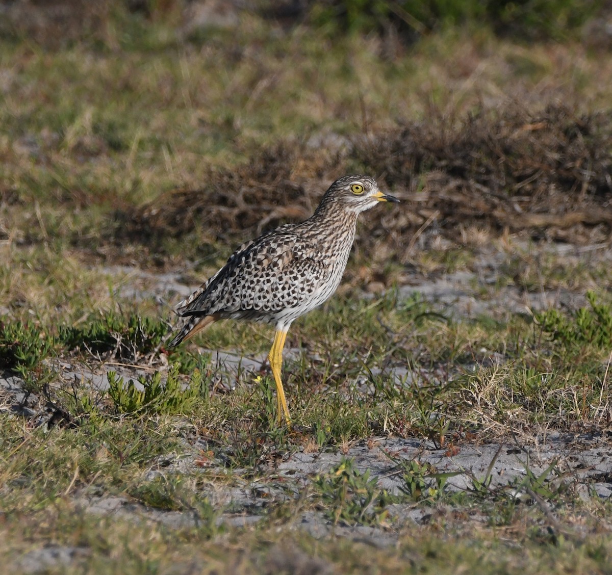 Spotted Thick-knee - ML642981756