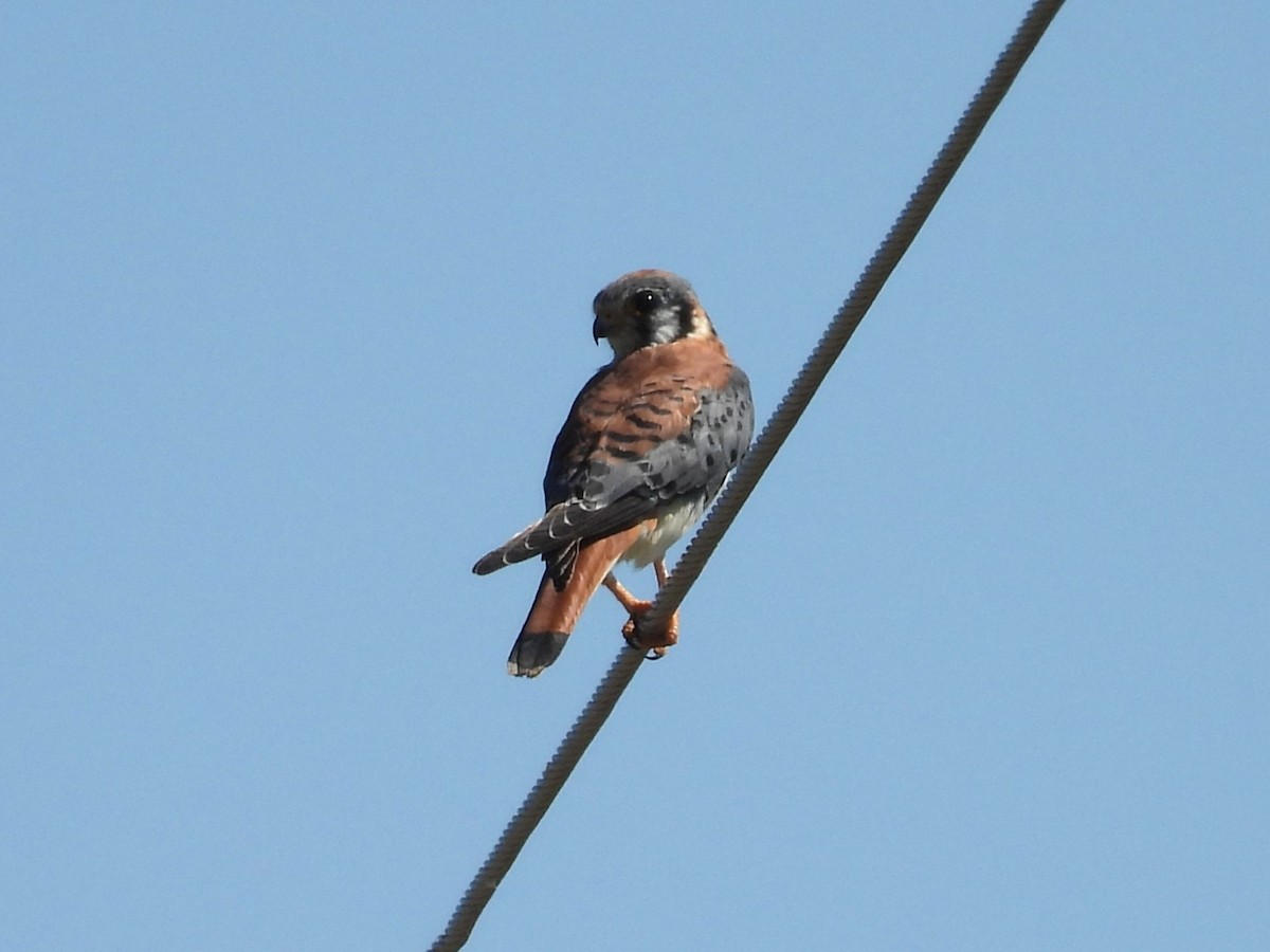 American Kestrel - ML642981762