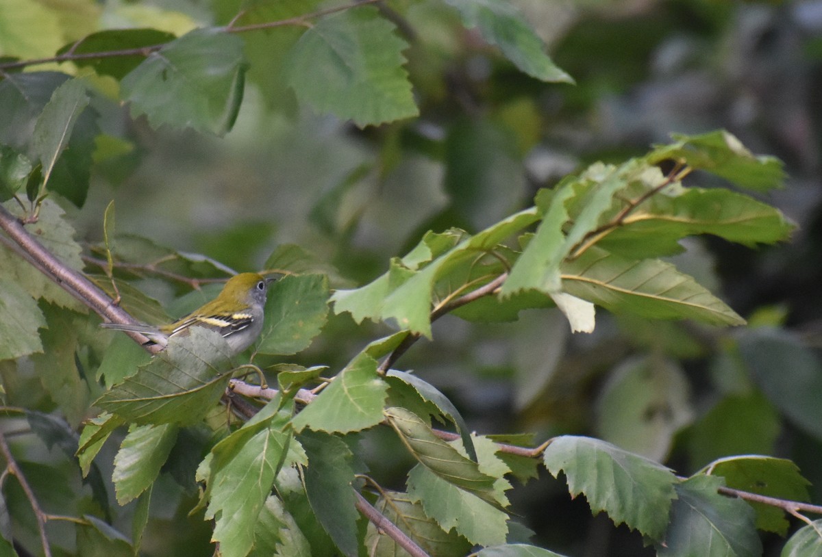 Chestnut-sided Warbler - ML642981766