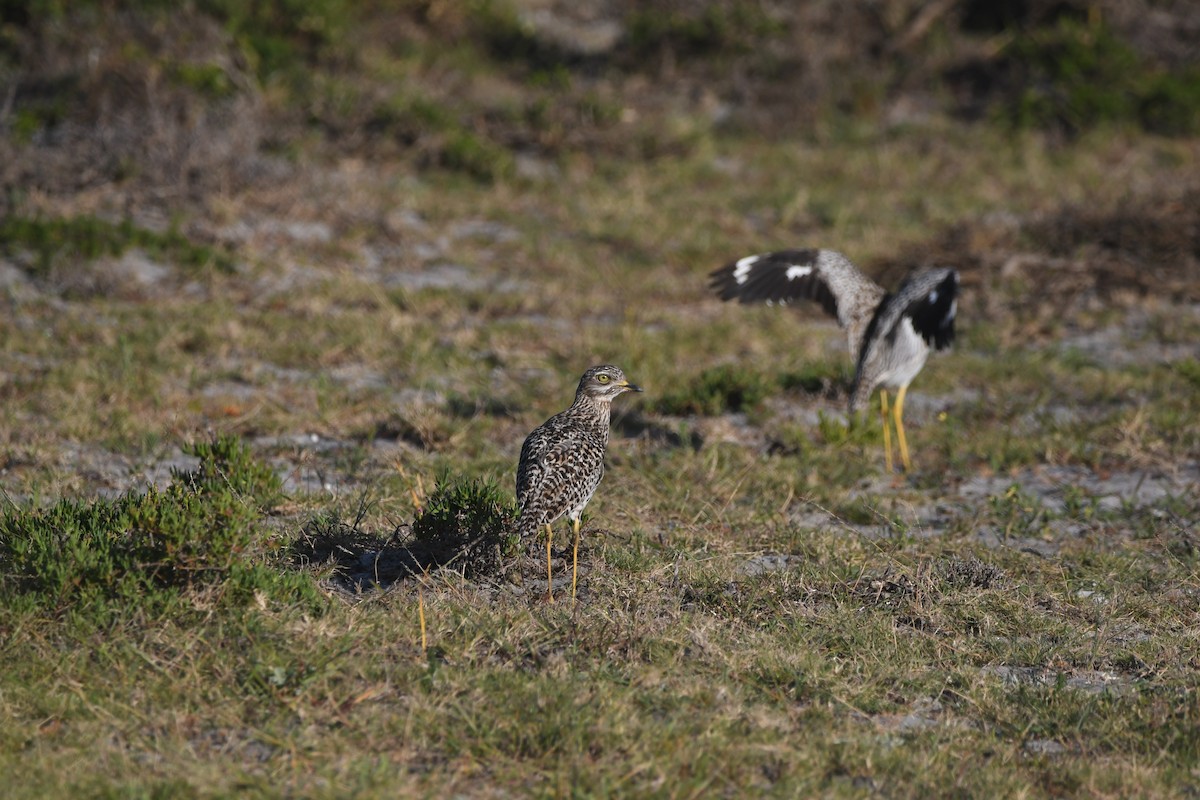 Spotted Thick-knee - ML642981768