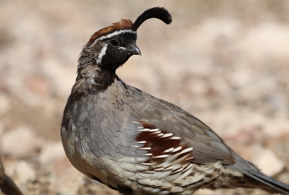 Gambel's Quail - ML642981776