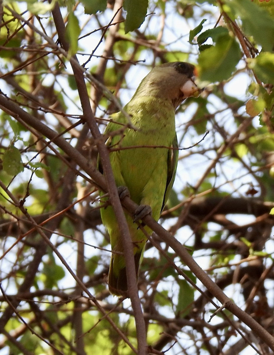 Brown-headed Parrot - ML642981780