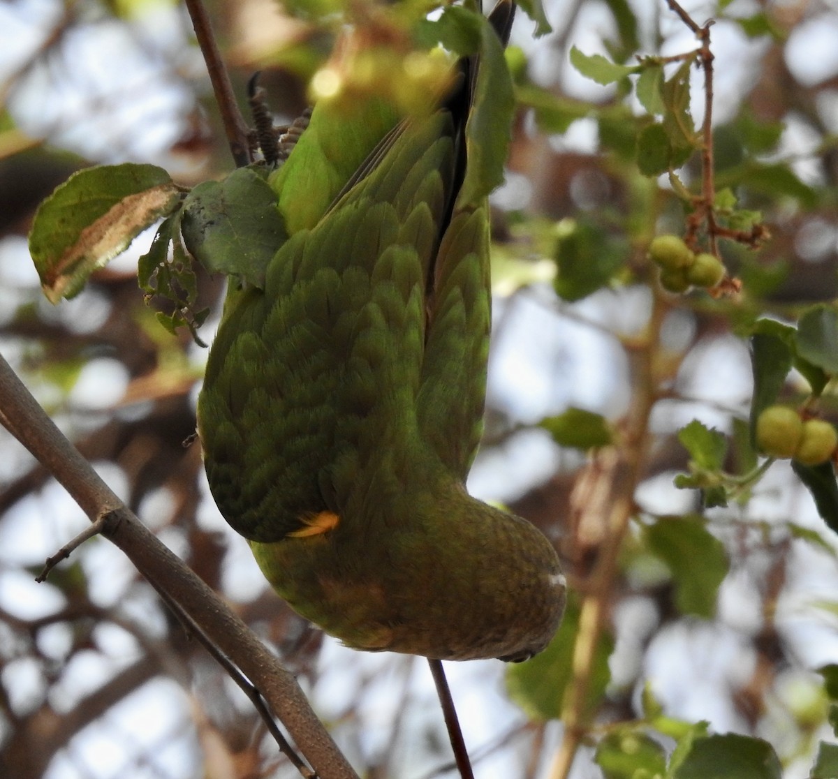 Brown-headed Parrot - ML642981781