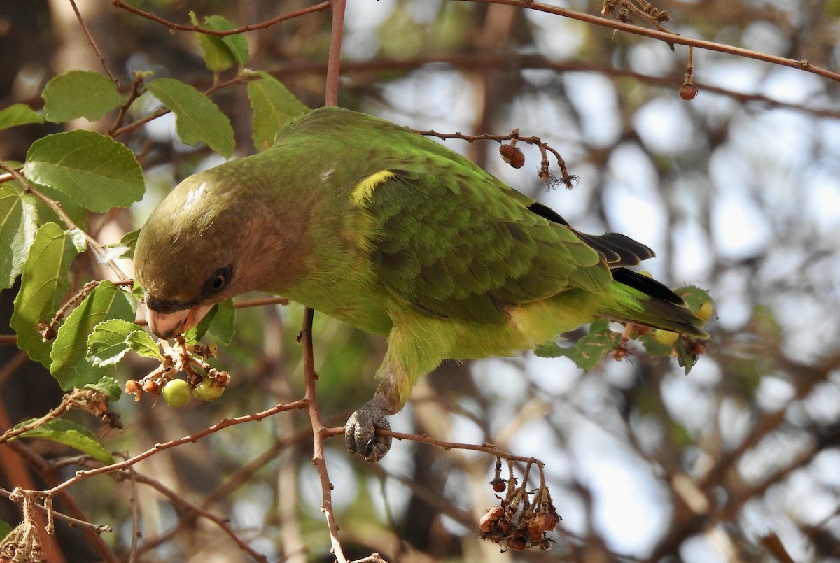 Brown-headed Parrot - ML642981782
