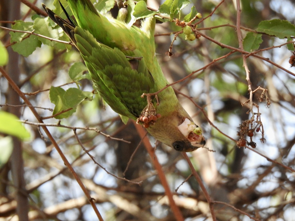 Brown-headed Parrot - ML642981783