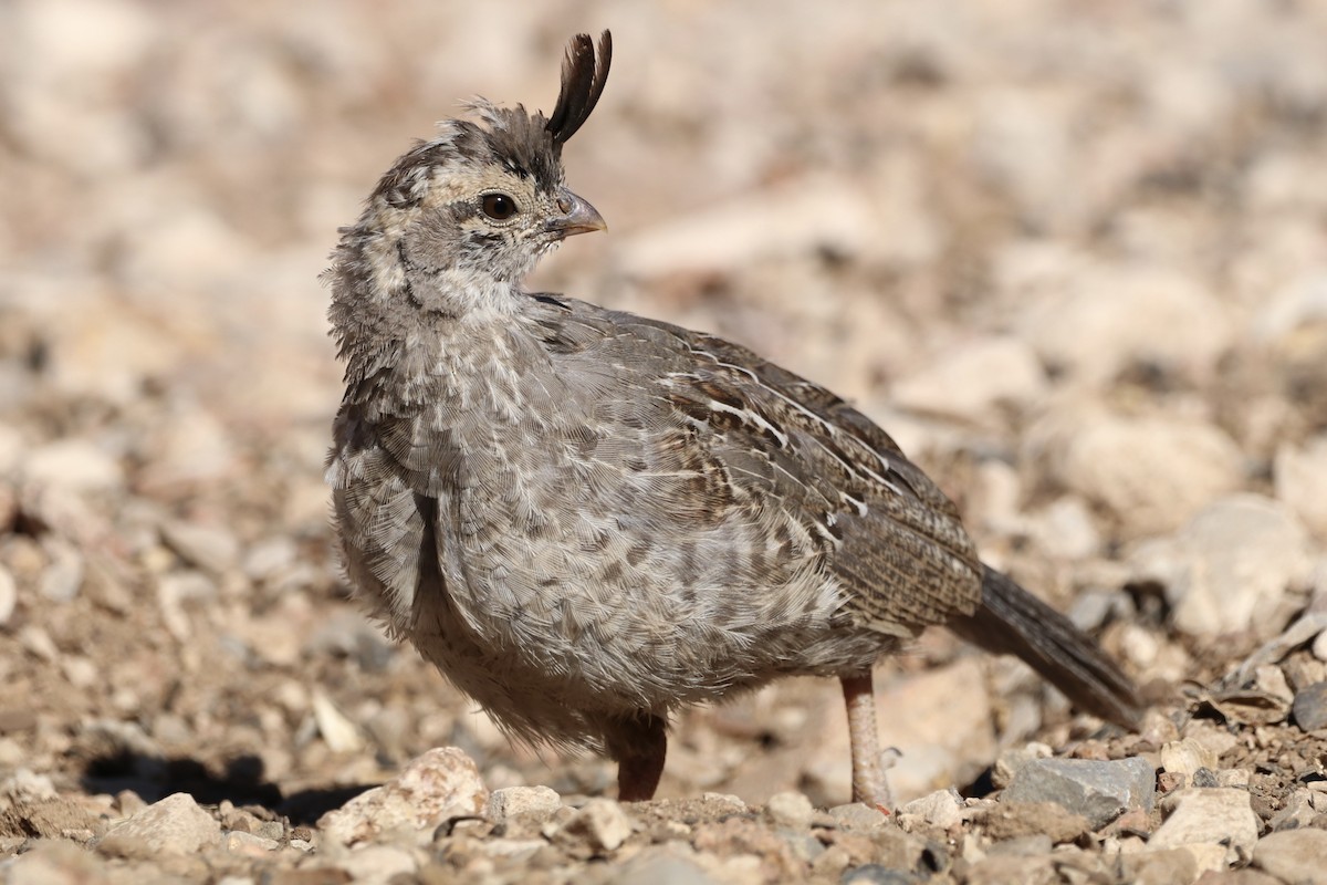 Gambel's Quail - ML642981784