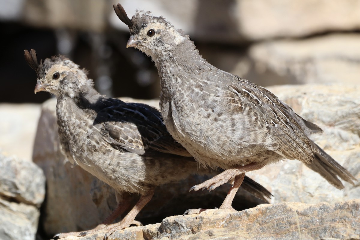 Gambel's Quail - ML642981786