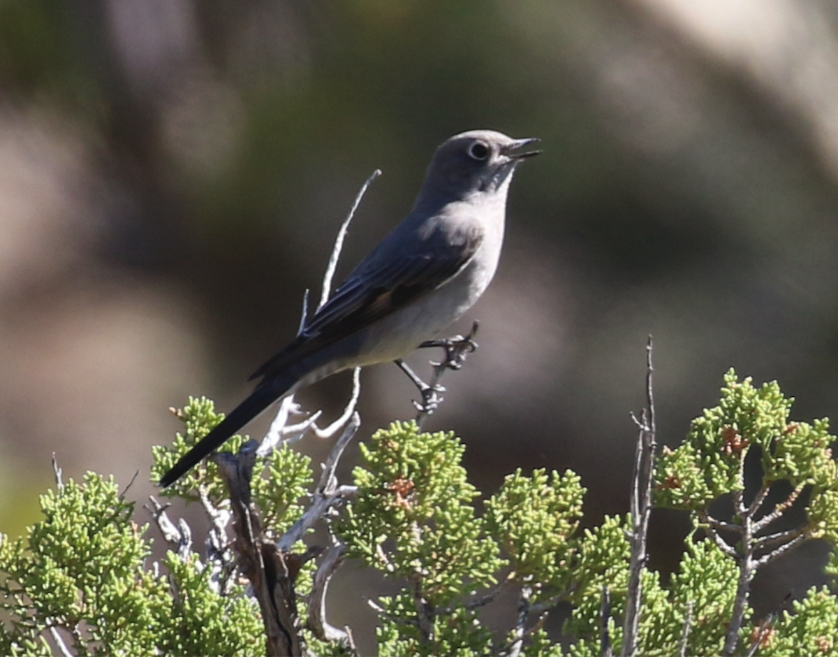 Townsend's Solitaire - ML642981800