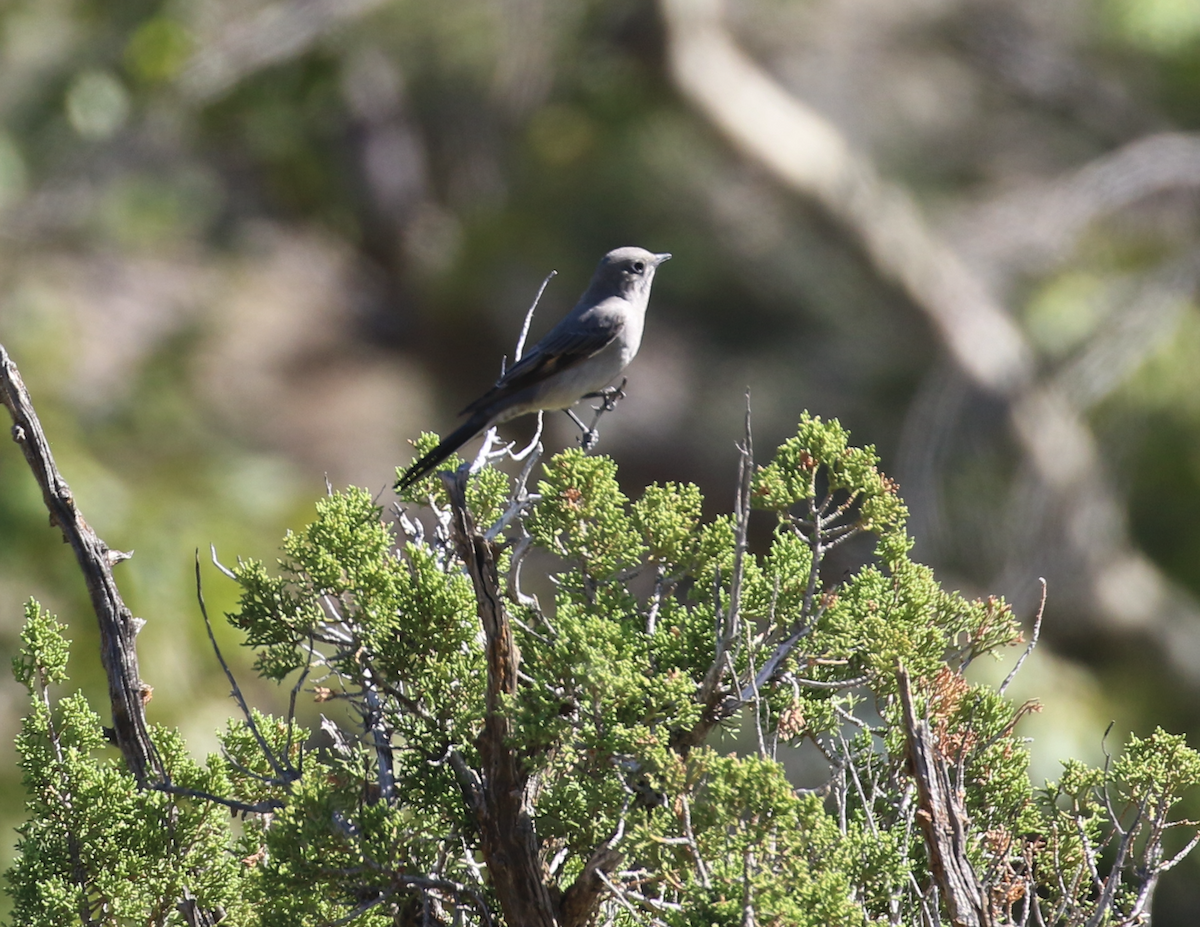 Townsend's Solitaire - ML642981801