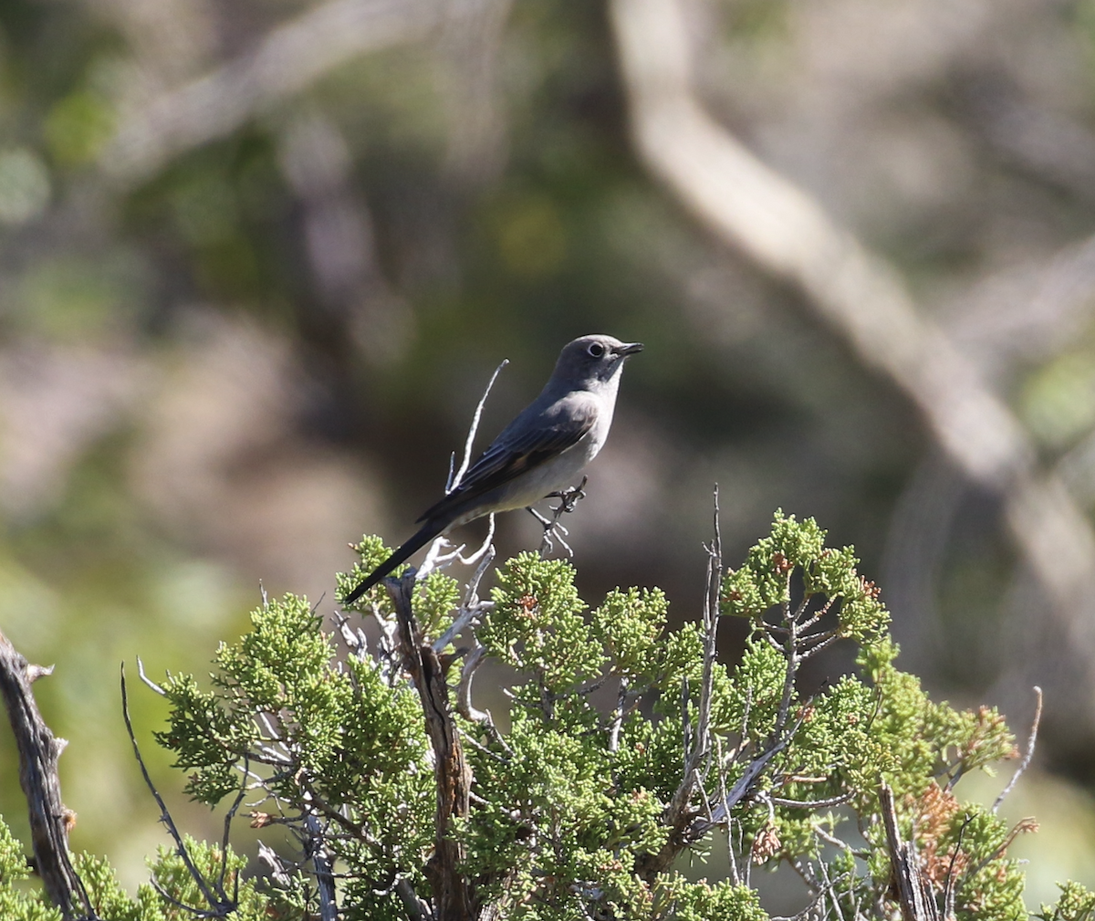 Townsend's Solitaire - ML642981802