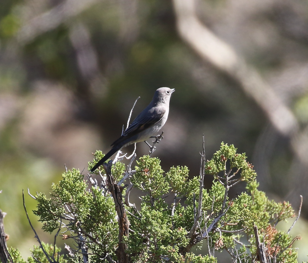 Townsend's Solitaire - ML642981803