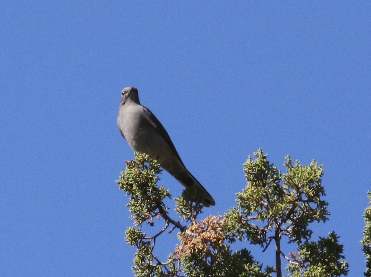 Townsend's Solitaire - ML642981804