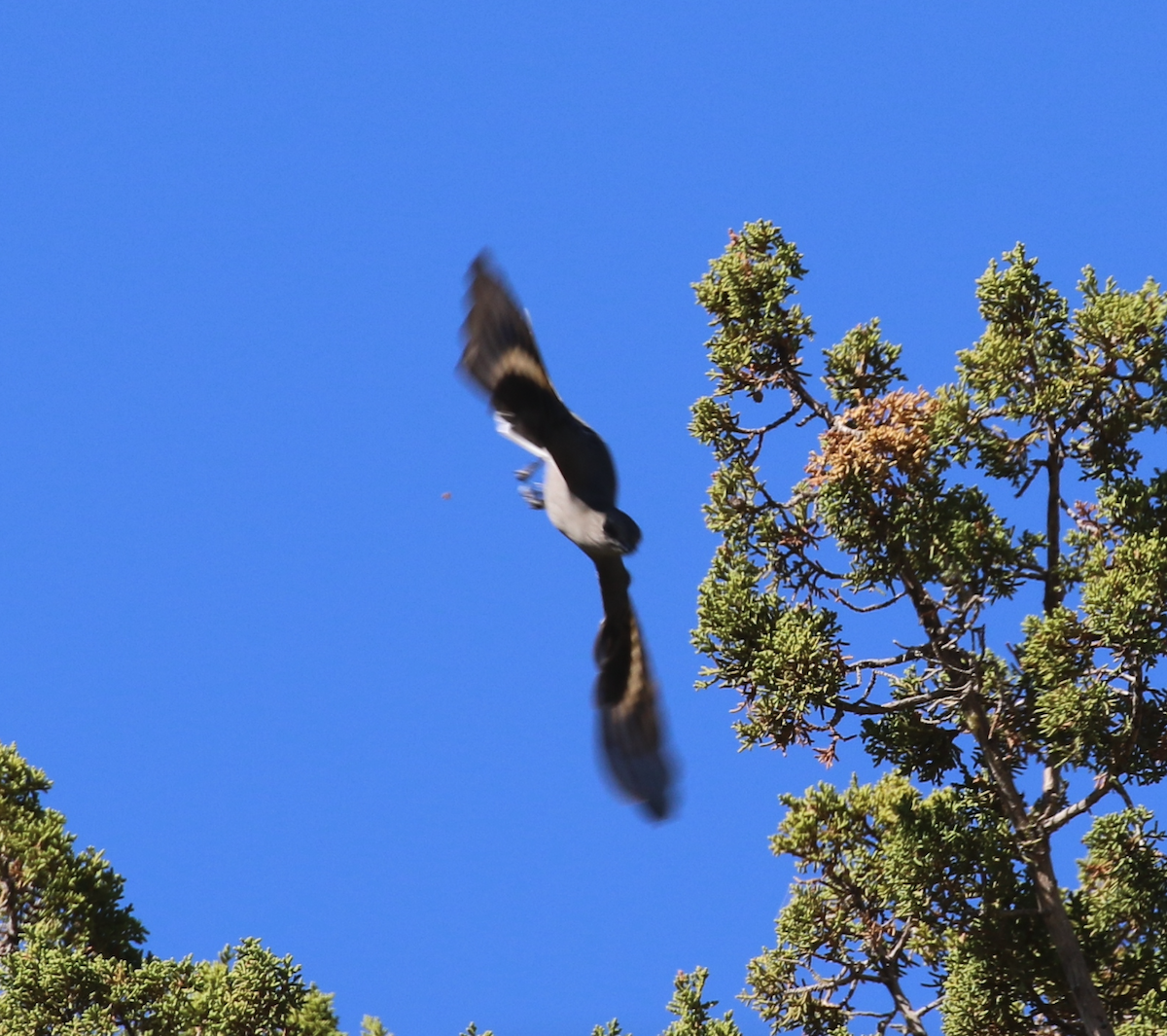 Townsend's Solitaire - ML642981806