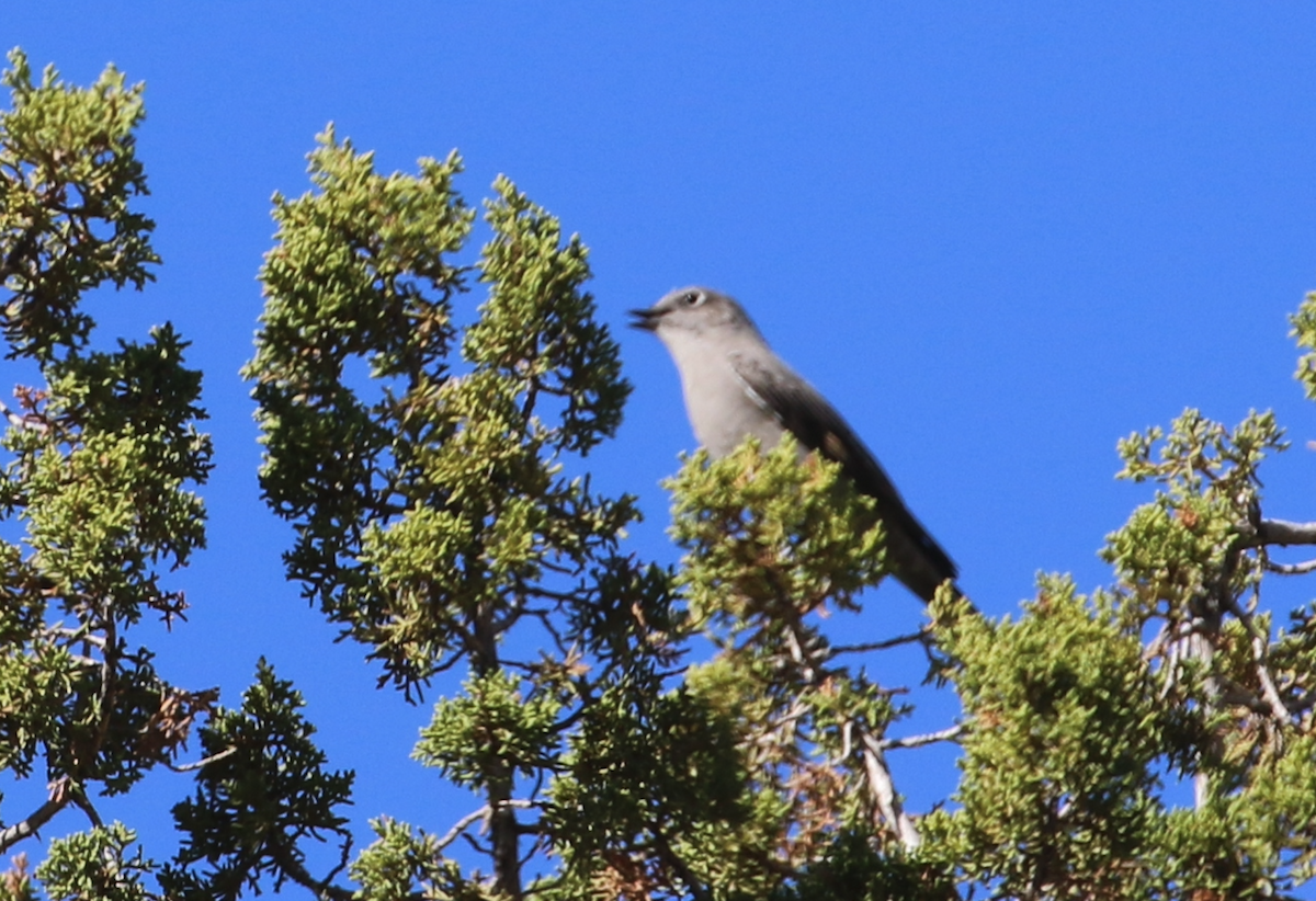 Townsend's Solitaire - ML642981807
