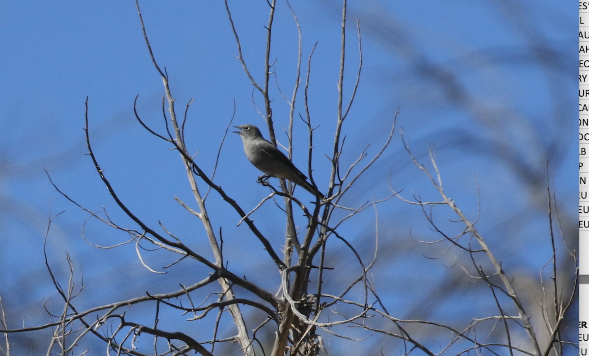 Townsend's Solitaire - ML642981808