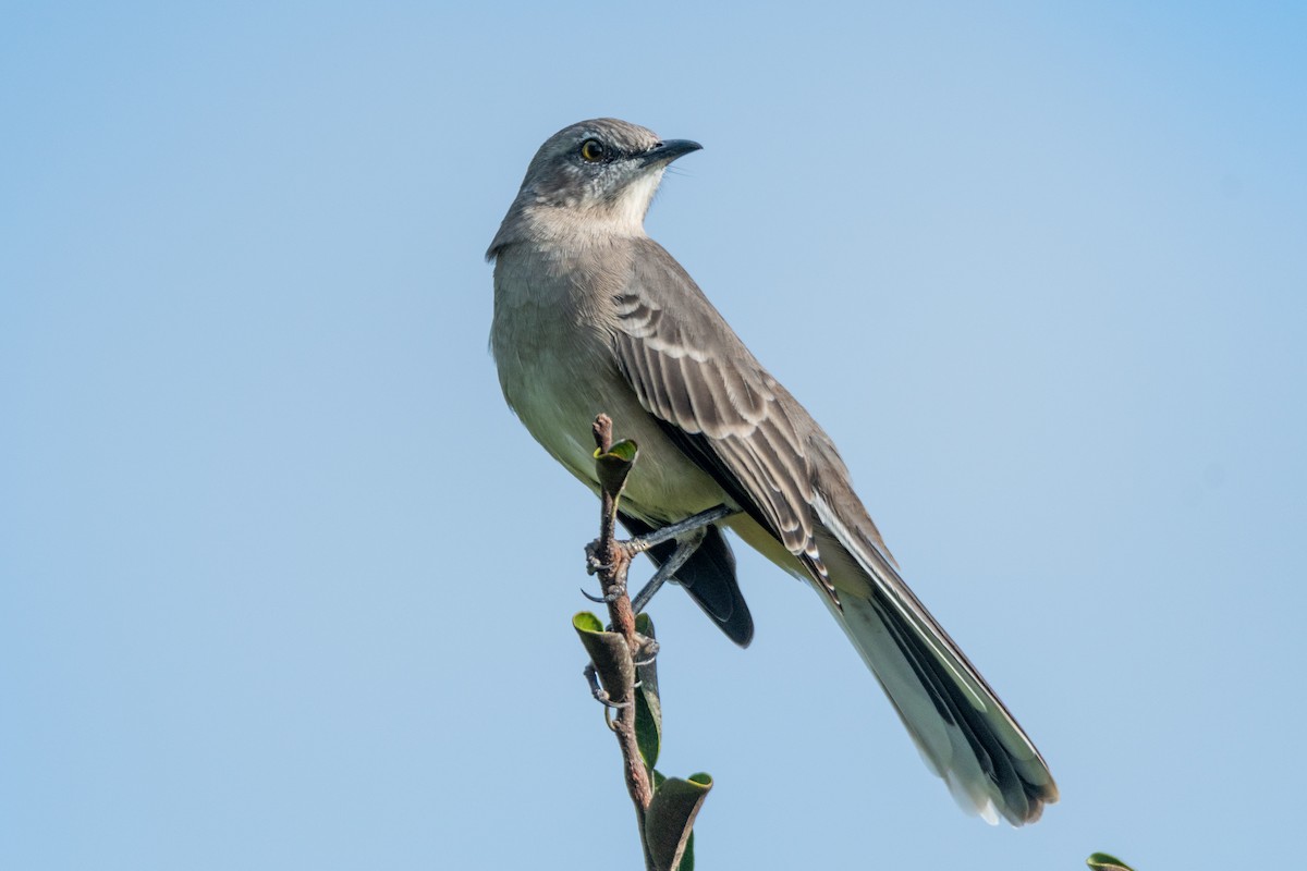 Northern Mockingbird - ML642981822