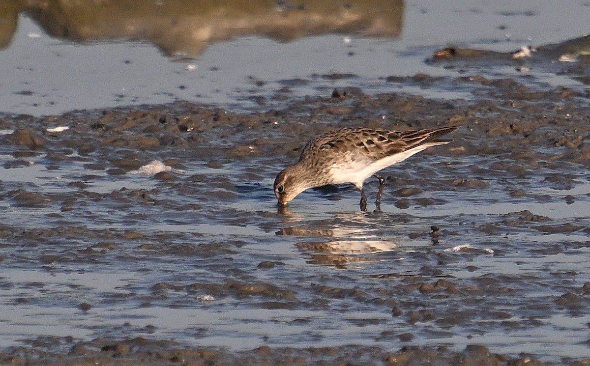 White-rumped Sandpiper - ML642981826