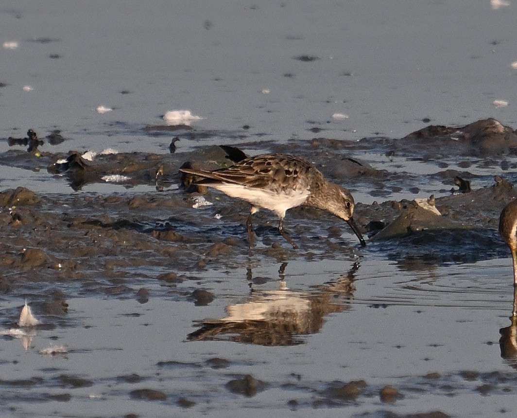 White-rumped Sandpiper - ML642981836