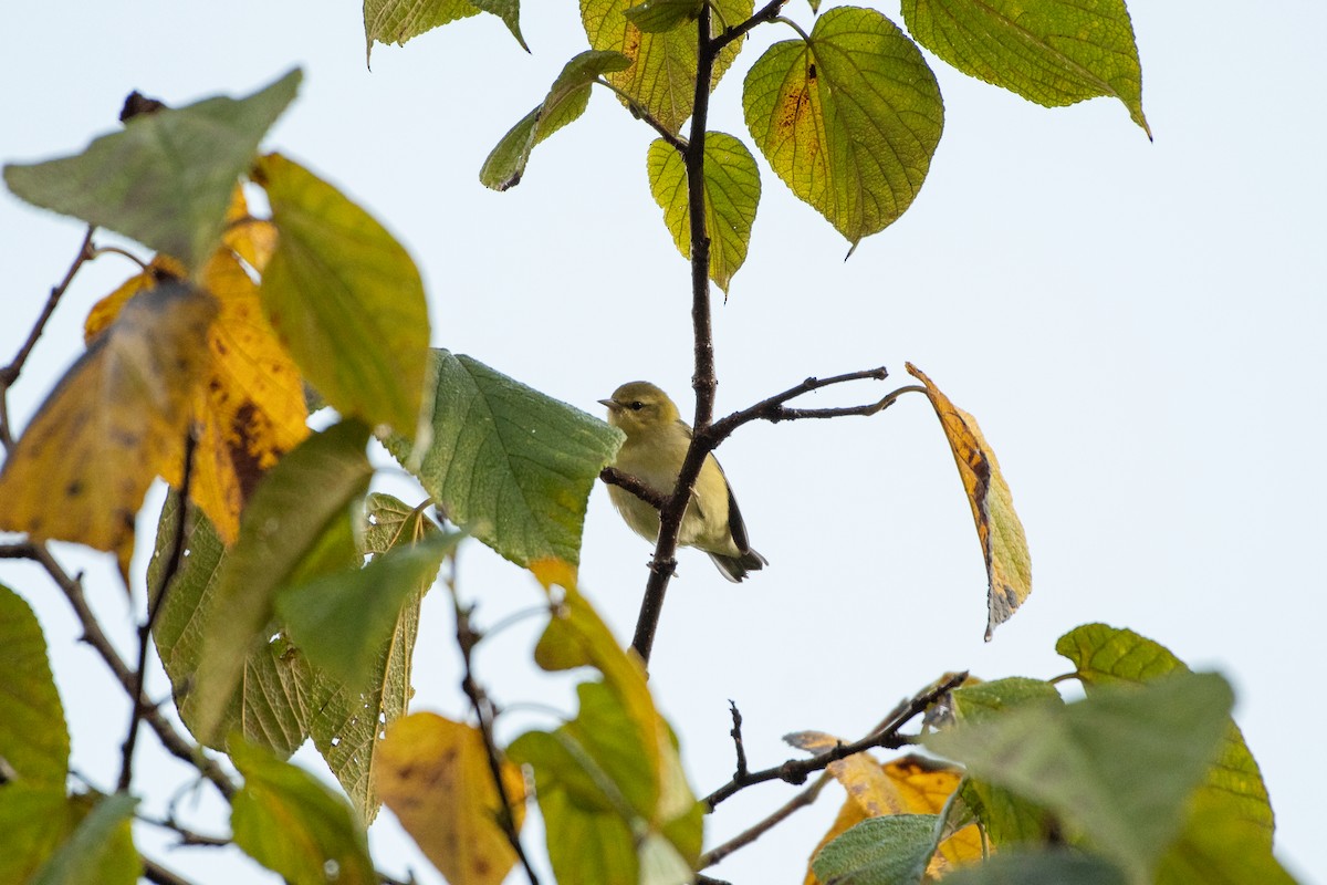 Tennessee Warbler - ML642981837