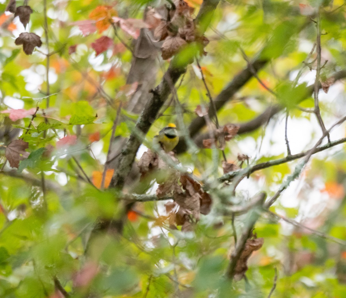 Golden-winged Warbler - ML642981844