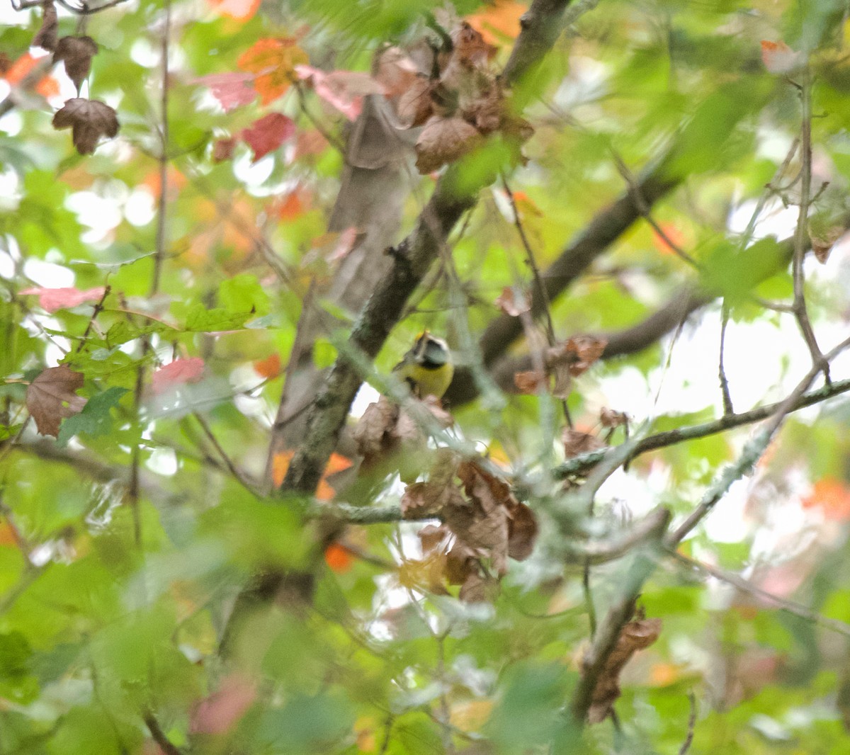 Golden-winged Warbler - ML642981845
