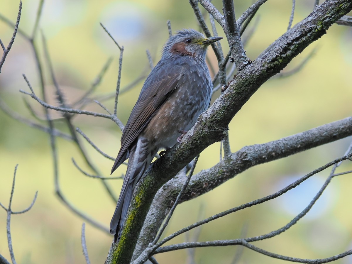 Brown-eared Bulbul - ML642981846