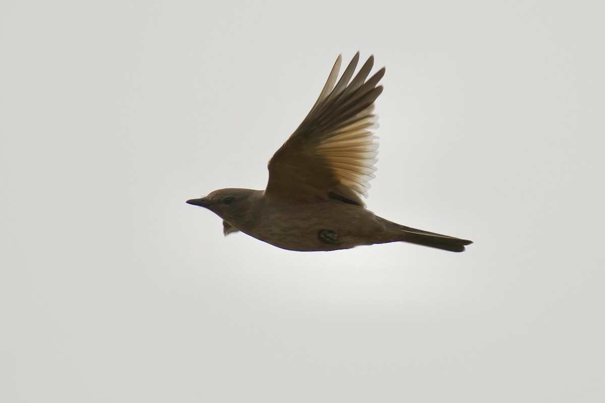 Chocolate-vented Tyrant - ML642981851