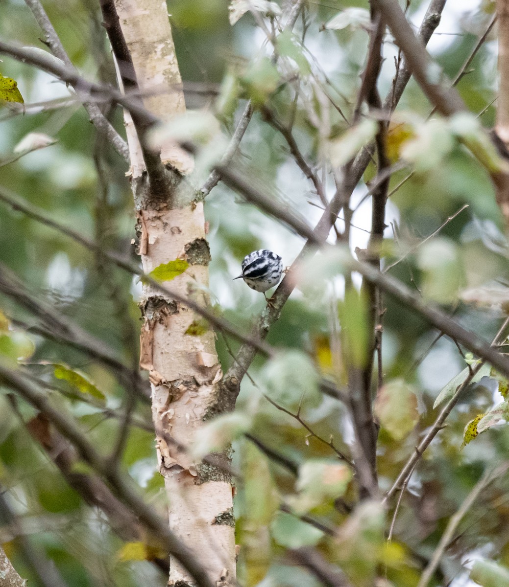 Black-and-white Warbler - ML642981860