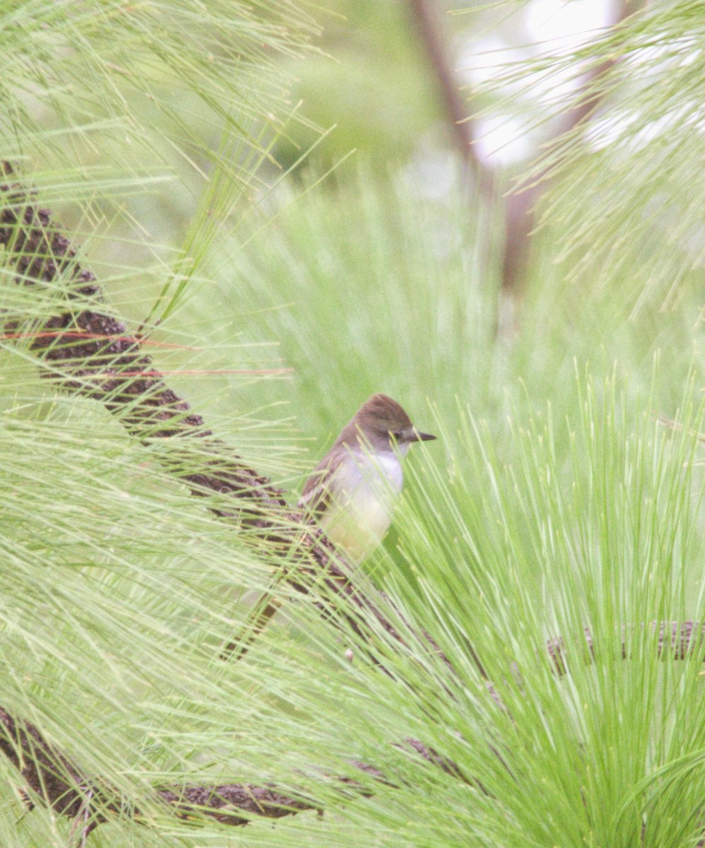 Dusky-capped Flycatcher - ML642981861