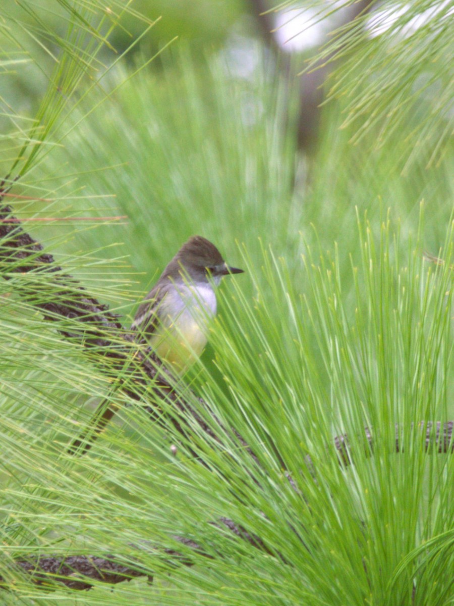 Dusky-capped Flycatcher - ML642981862