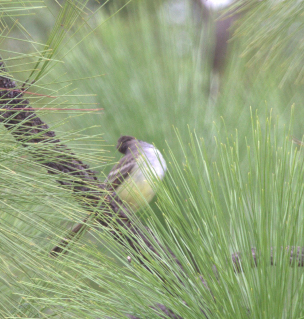 Dusky-capped Flycatcher - ML642981863