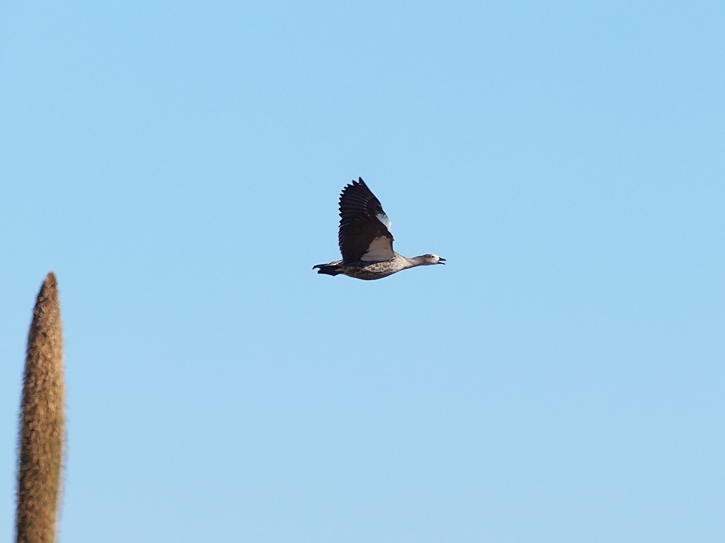 Blue-winged Goose - ML642981864