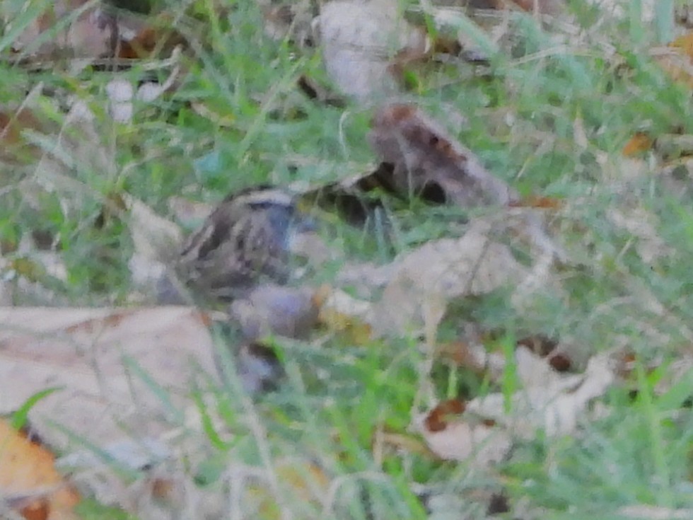 White-throated Sparrow - ML642981865