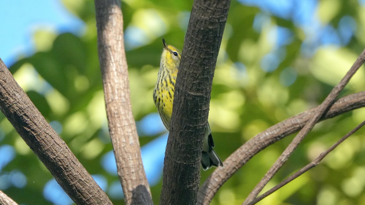 Cape May Warbler - ML642981867