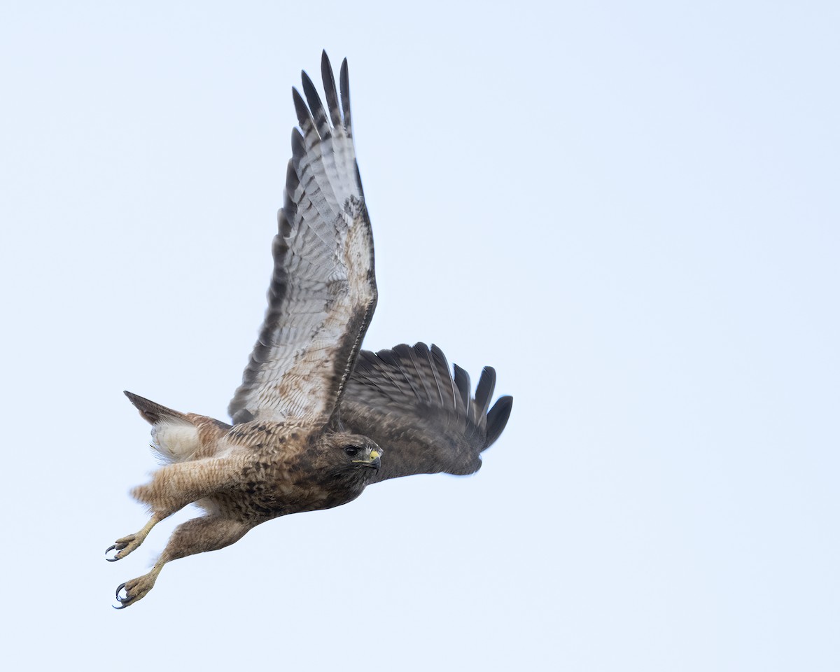 Red-tailed Hawk - ML642981868