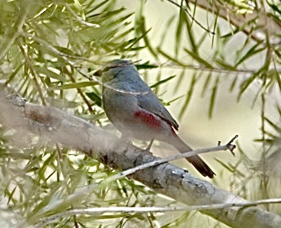 Cinderella Waxbill - ML642981869