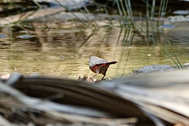Cinderella Waxbill - ML642981870