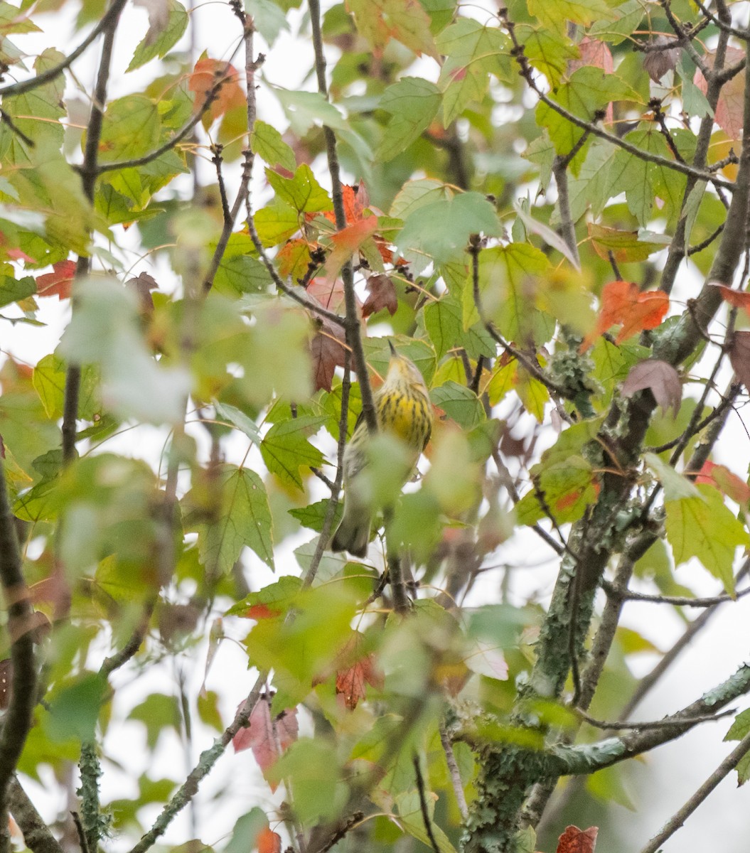 Cape May Warbler - ML642981872