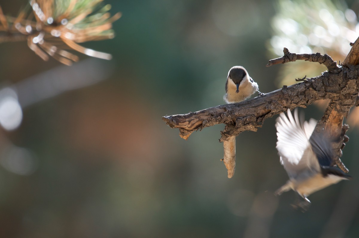 Pygmy Nuthatch - ML642981874