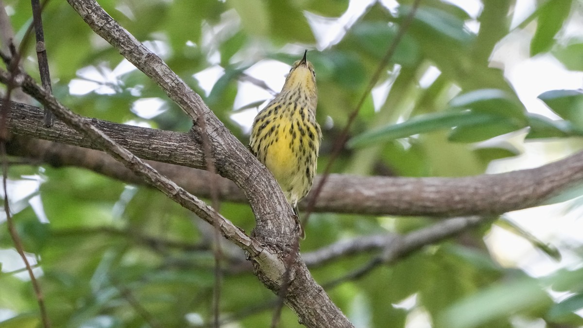 Cape May Warbler - ML642981878