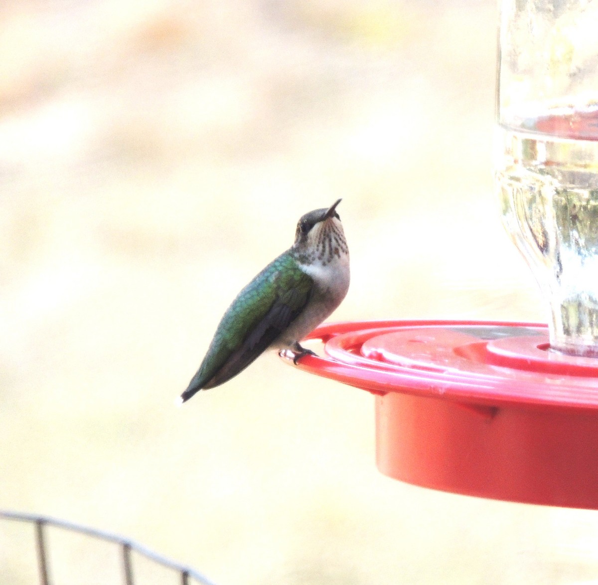 Ruby-throated Hummingbird - ML642981879