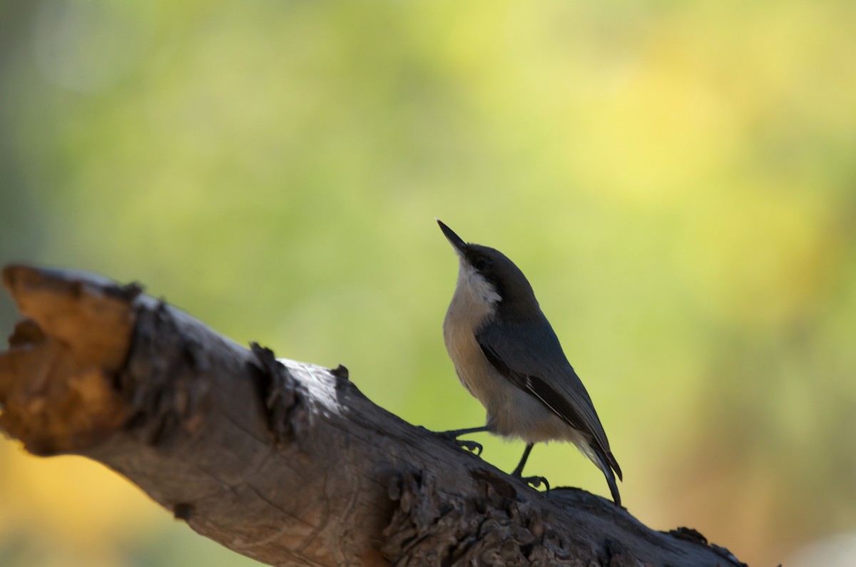 Pygmy Nuthatch - ML642981880