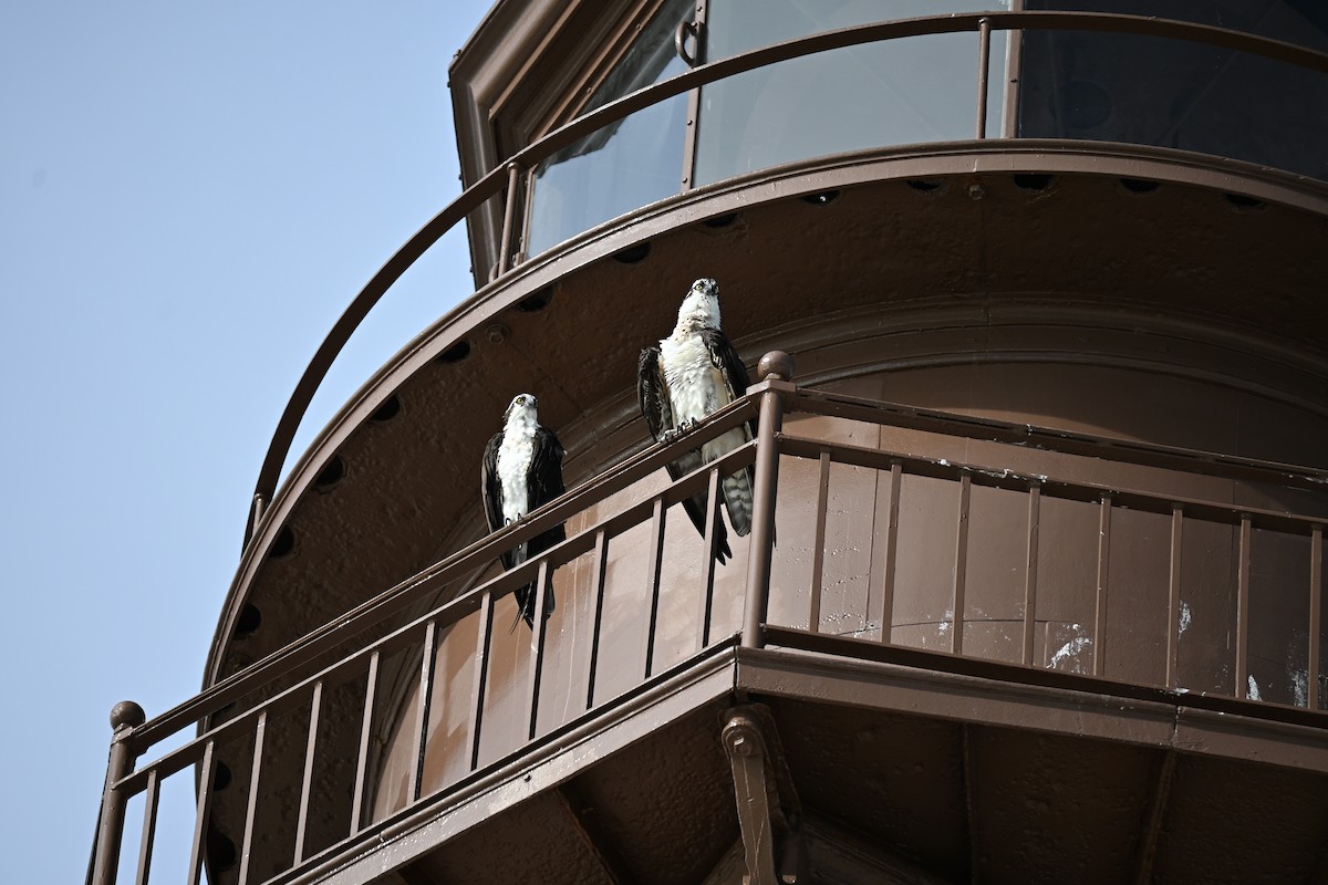Osprey (American) - ML642981882