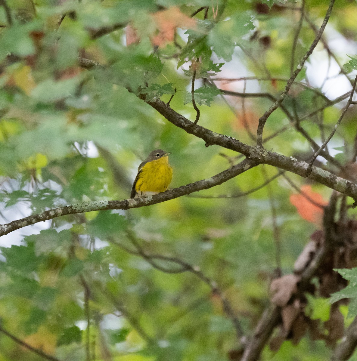 Magnolia Warbler - ML642981883