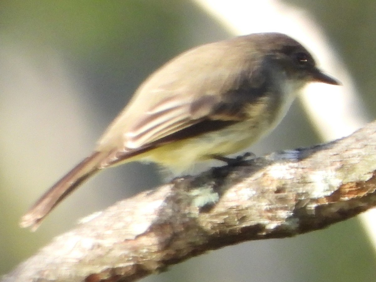 Eastern Phoebe - ML642981888
