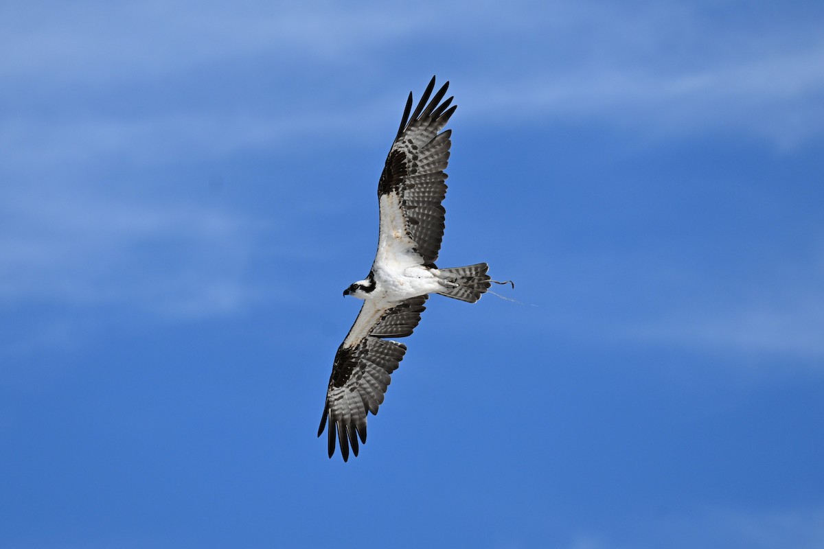 Osprey (American) - ML642981889