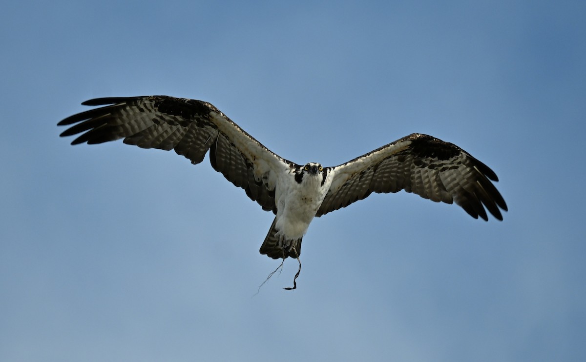 Osprey (American) - ML642981892