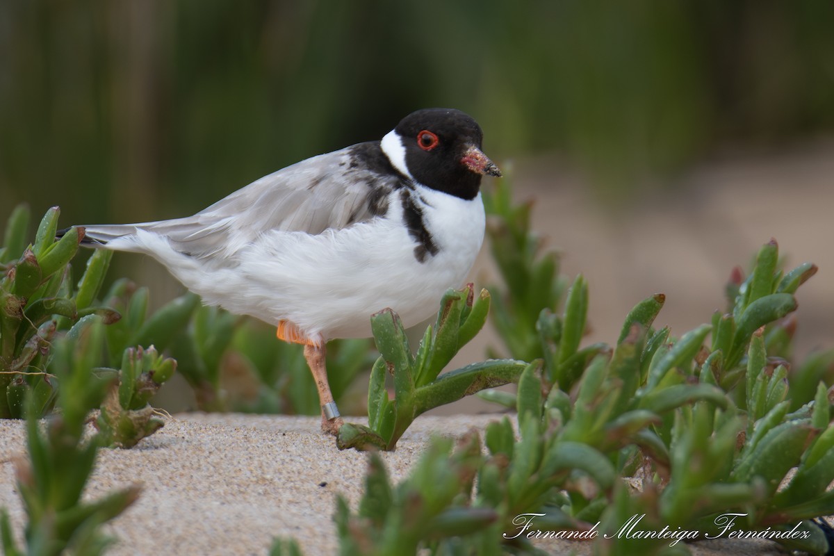 Hooded Plover - ML642981898