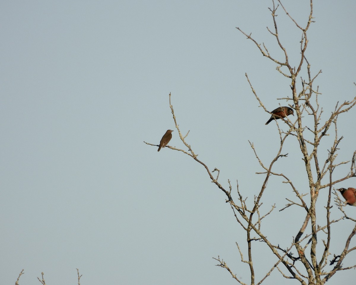 Swainson's Thrush - ML642981925